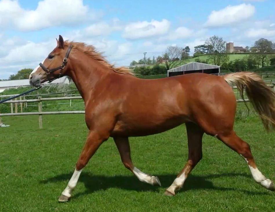 4 Year Old Mare For Sale                                                                            